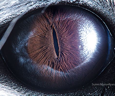20 Mind Blowing Animal Eyes As Youve Never Seen Them