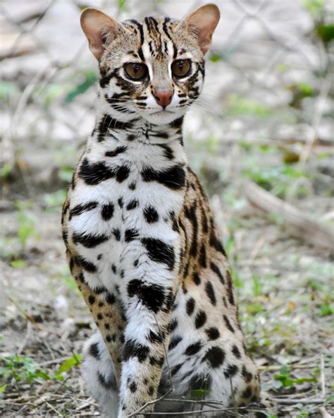 How Much Do Asian Leopard Cats Cost Poc