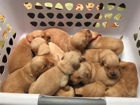 See more of golden retriever puppies on facebook. Beautiful AKC Golden Retriever Puppies - Males and Females Available for Sale in Greenville ...