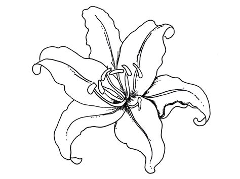 You can color lots of flowers in vases here. Tropical Flower Drawing | Free download on ClipArtMag
