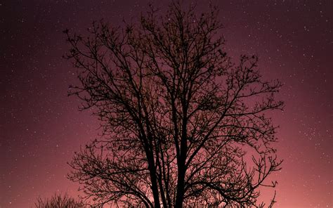 Download Wallpaper 1680x1050 Tree Starry Sky Stars Night Widescreen