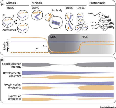 Spermatogenesis And The Evolution Of Mammalian Sex Chromosomes Trends In Genetics