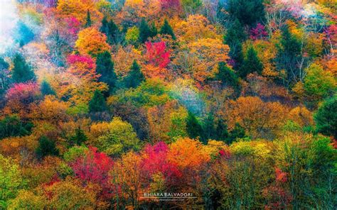 Обои на рабочий стол Осенний разноцветный лес вид сверху Фотограф