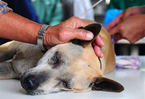 They can become severely dehydrated and this can compromise the organ function very quickly. What to Do When Older Dogs Have Diarrhea - My Animals