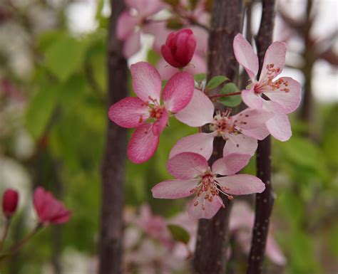 Courageous Crabapple Kiwi Nurseries Ltd