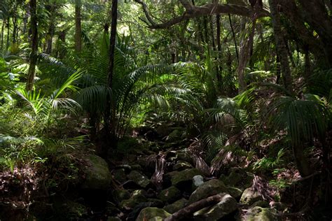 Fern leaves on dark background in jungle. Jungle HD Wallpaper | Background Image | 1920x1280 | ID:252842 - Wallpaper Abyss