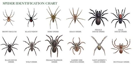 Spider Identification The Black Widow The Brown Recluse And The