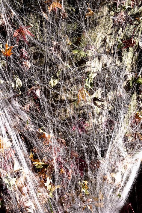 Web Of Leaves Photograph By Kellice Swaggerty Fine Art America