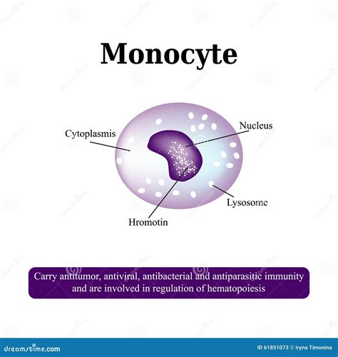 The Anatomical Structure Of Monocytes Blood Cells Vector Illustration