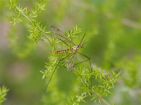 7 Best Mosquito-Repelling Plants | 1mhealthtips.com