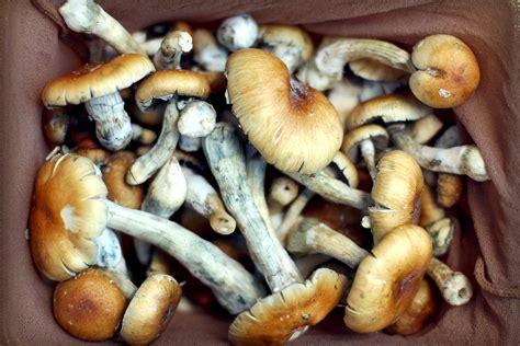 Magic Mushrooms Go Mainstream Can They Help Cancer