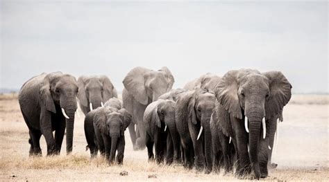 African Elephants Only Occupy A Fraction Of Their Potential Range Eurasia Review