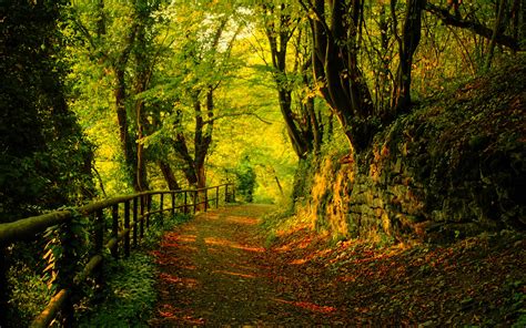 Nature Trees Forest Path Wallpaper 2560x1600 19836 Wallpaperup