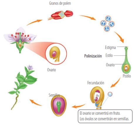 ciencias naturales la reproducciÓn sexual en las plantas