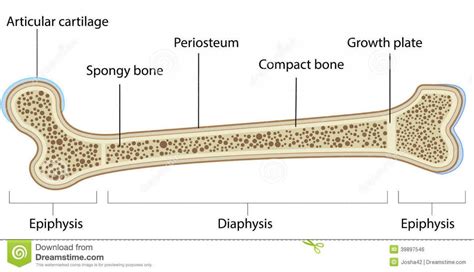 Long bone labeled illustrations & vectors. Musculoskeletal Anatomy at Australian Institute Of Applied Sciences - StudyBlue