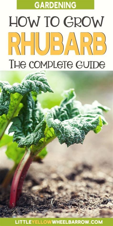 How To Grow Rhubarb Big Healthy Harvest Guide Growing Rhubarb