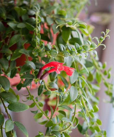 Best Indoor Hanging Plants 12 Trailing Houseplants Gardeningetc