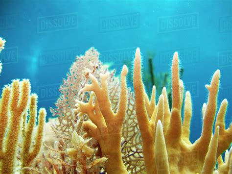 Close Up Of Underwater Coral Reef Andros Island Stock Photo Dissolve