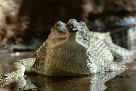 Flickriver Photoset Crocsalligators At The San Diego Zoo By