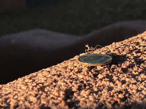 Tiny baby praying mantis : mildlyinteresting