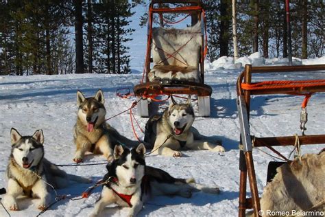 Exciting Outdoor Winter Activities In Swedens Lapland