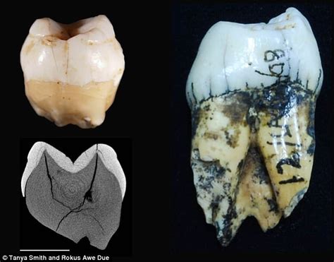 Teeth Found In A Cave Push Back Human History In Asia Daily Mail Online