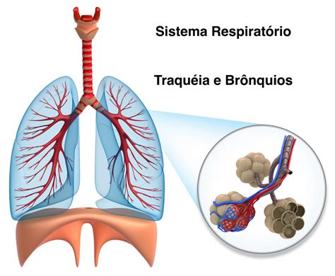 Sistema Respiratorio Bronquios