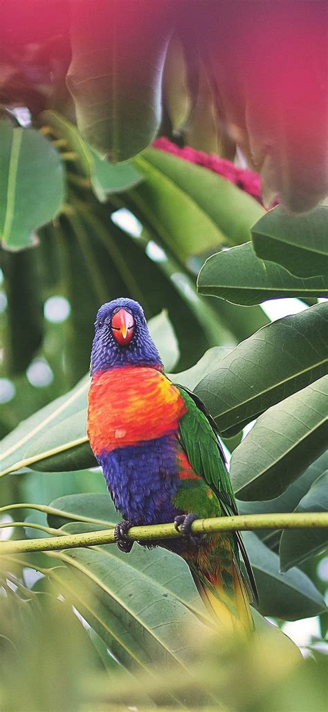 Animalrainbow Lorikeet Mobile Rainbow Parrot Hd Phone Wallpaper Pxfuel