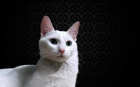 A Beautiful White Cat On A Black Background Wallpaper Wallpapers And Images Wallpapers