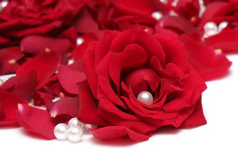 Red Rose Flower Background Pictures