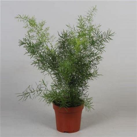 Easy to plant fast to grow. Asparagus Sprengeri house plant in a 12cm pot. Asparagus ...