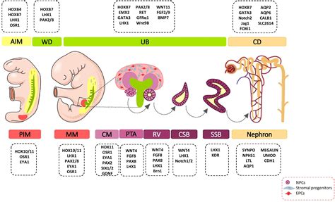 Frontiers Cellular And Molecular Mechanisms Of Kidney Development