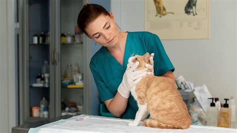 Guía para el manejo del dolor agudo en gatos PortalVeterinaria