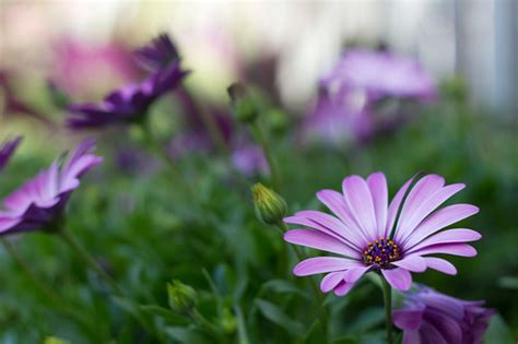 Purple Beauties Kelly Hunter Flickr