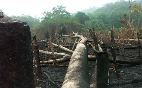 The Problem Of Illegal Logging In Philippines Greentumble