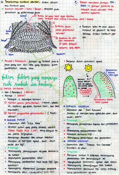 Pertumbuhan dan Perkembangan Kelas 12