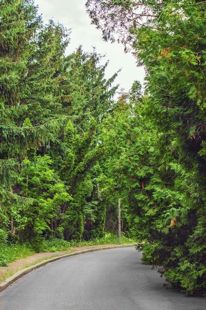 Premium Photo Paved Road Runs Through The Pine Forest