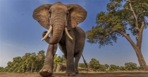 ¿cuáles Son Las Diferencias Entre Los Elefantes Asiáticos Y Los