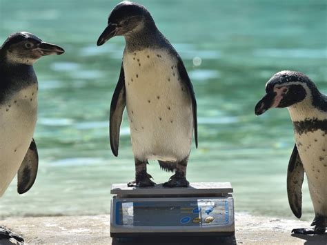 London Zoo Adorably Weighs All Of Its Animals In Annual Event Abc News