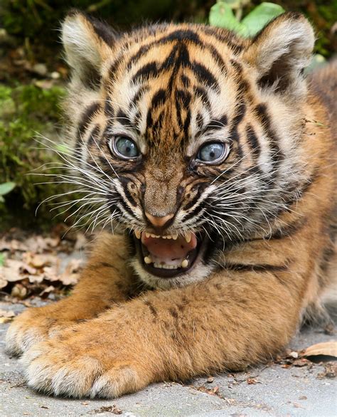 Fileyoung Tiger Cub At Burgers Zoo Arnhem Wikimedia Commons