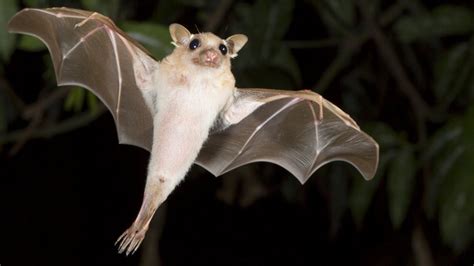 Researchers Just Learned Something Incredible From Bats That Will Have