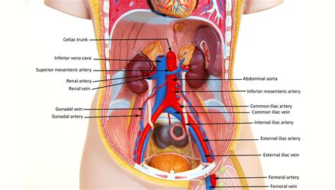 Individual components were created to represent the skin, fat, muscle, and bone regions of the torso anatomy. 8172689_orig.jpg (1100×625) | Human body systems ...