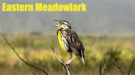 Eastern Meadowlark Songs And Calls Youtube