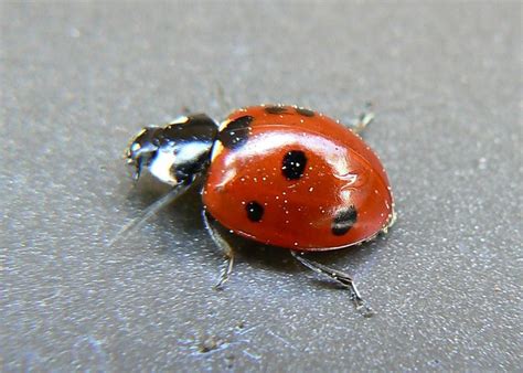 Spring Ladybug Flickr Photo Sharing