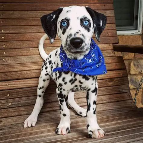 Can Dalmatians Have Blue Eyes