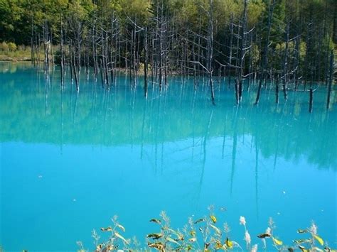 The Blue Pond In Biei Its Seasonal Vistas And How To Get There