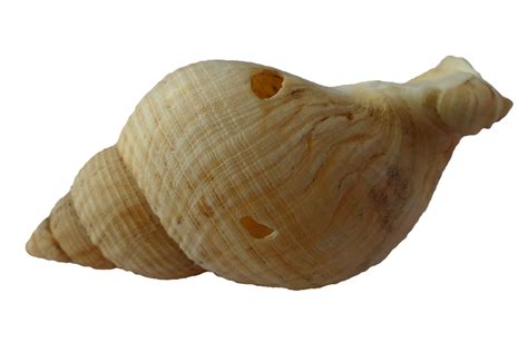 Sea Shell Clam · Free Photo On Pixabay