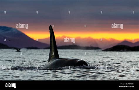 Killer Whale Orca Orcinus Orca Male Surfacing At Sunset Kvaloya