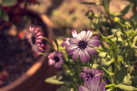 Selective Focus Photography Of Purple Petaled Flowers · Free Stock Photo