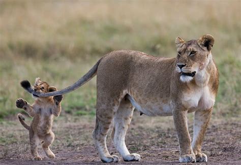 Best 25 Female Lion Ideas On Pinterest Lion And Lioness Lion Cat And Fierce Lion
